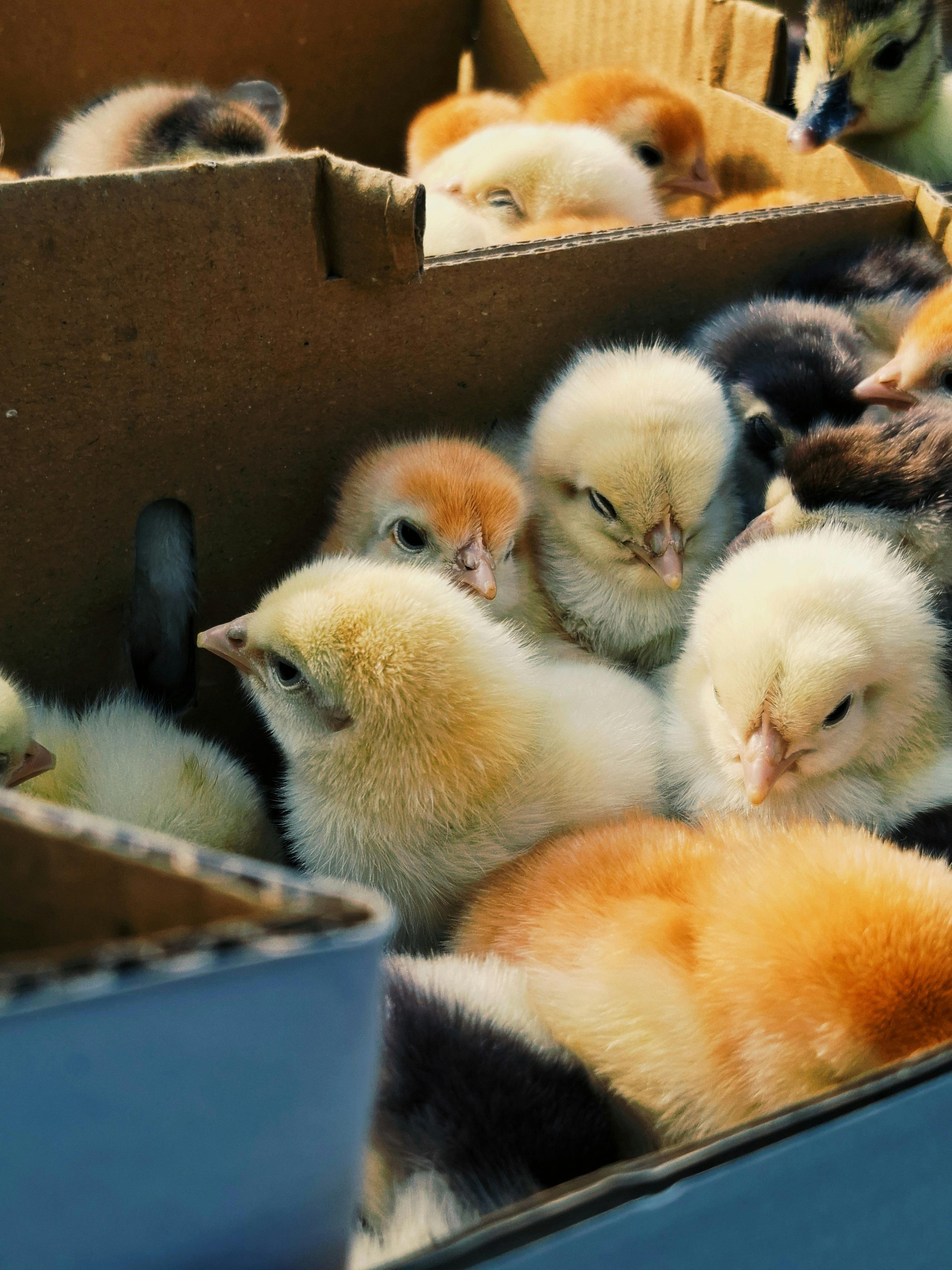 Pintinhos em caixa de papelão prontos para venda e transporte